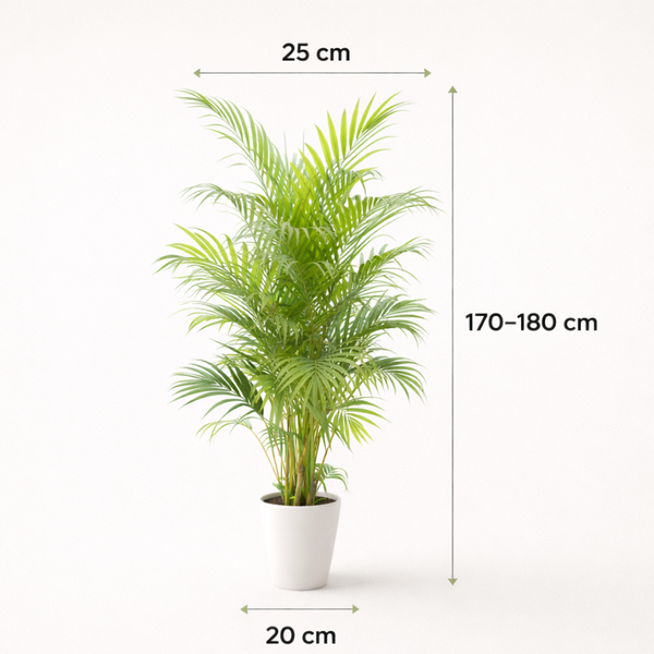 Areca Palm (Large)