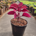 Coleus Red