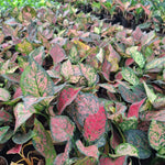 Aglonema Lady Valentine