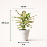 Aglaonema (Chinses Evergreen)
