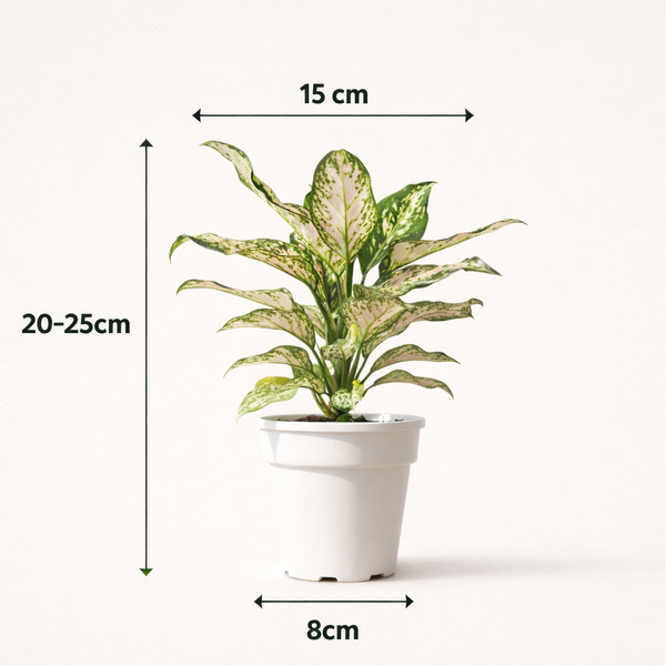 Aglaonema (Chinses Evergreen)