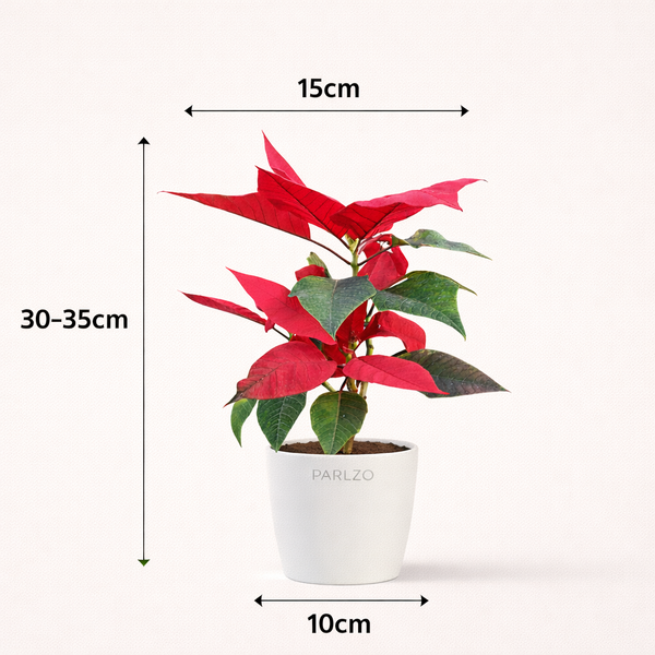 Poinsettia