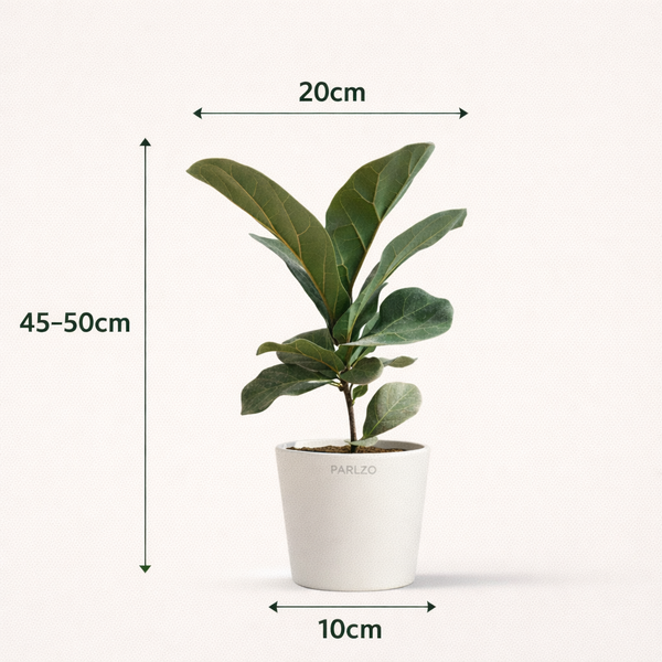 Fiddle Leaf Fig