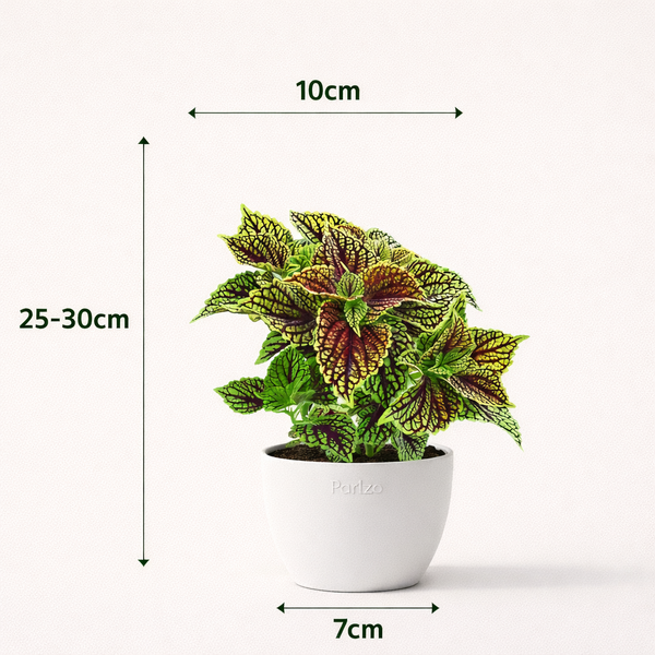 Coleus Red Green