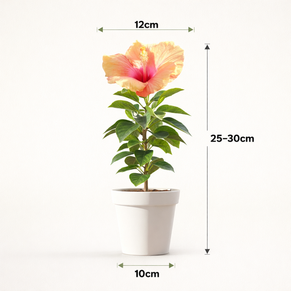 Hibiscus round petal (Orange)