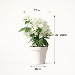 Bougainvillea white