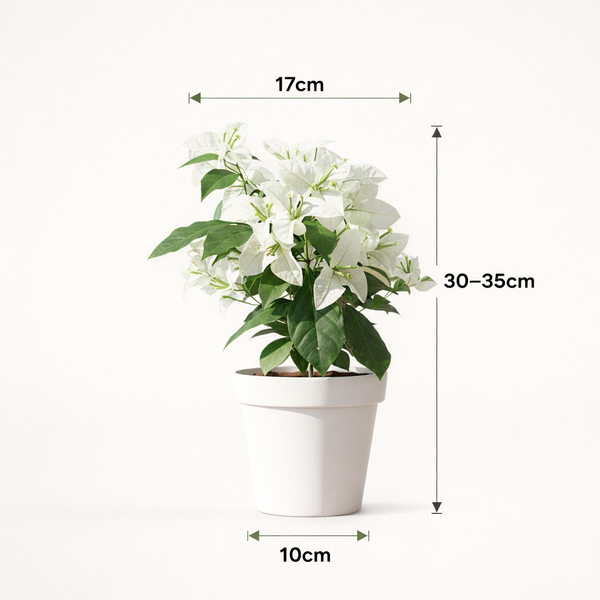 Bougainvillea white
