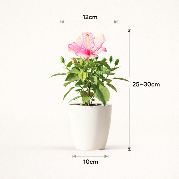 Hibiscus Round Petal (Pink)