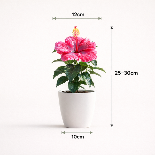 Hibiscus round petal (Red)