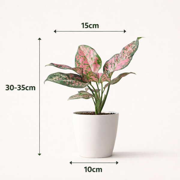 Aglonema Lady Valentine