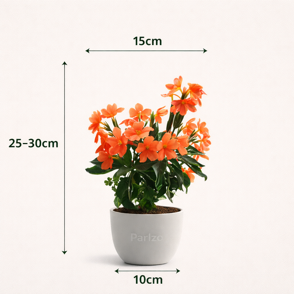 Kanakambaram (Firecracker Flower)