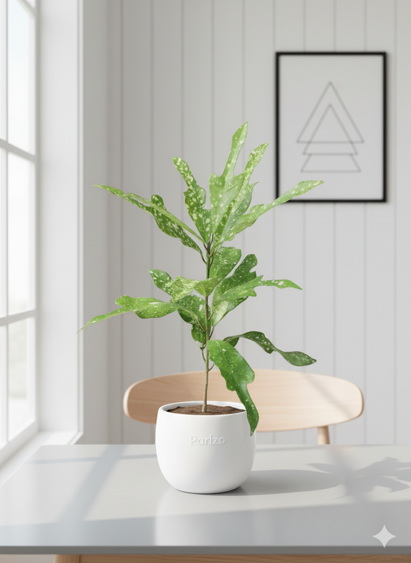 CROTON OAKLEAF GREEN