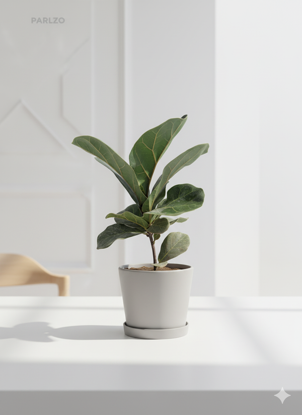 Fiddle Leaf Fig
