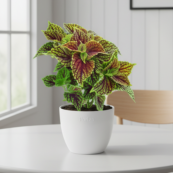Coleus Red Green