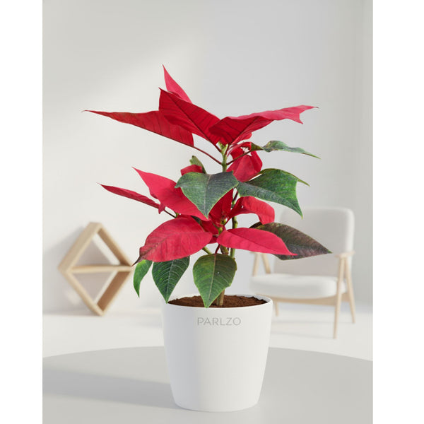 Poinsettia