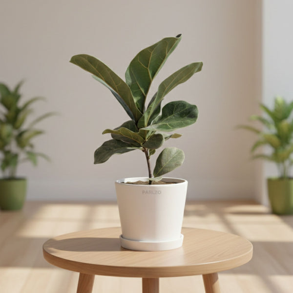 Fiddle Leaf Fig