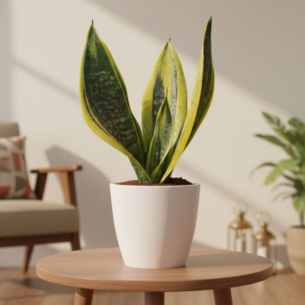 Dracaena trifasciata (Snake Plant)