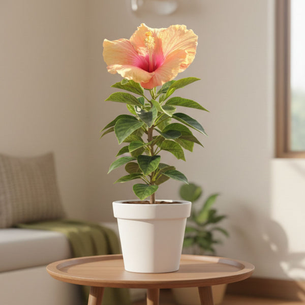 Hibiscus round petal (Orange)
