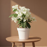 Bougainvillea white