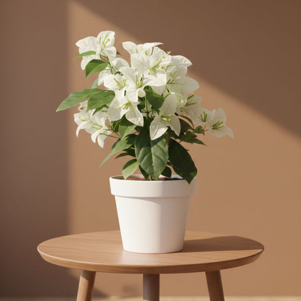 Bougainvillea white
