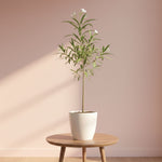 Oleander (pink, white)