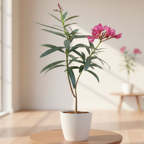 Oleander (pink, white)