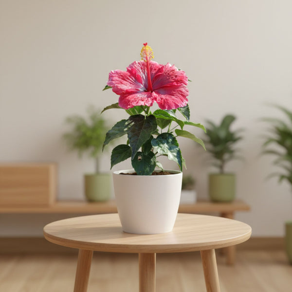 Hibiscus round petal (Red)