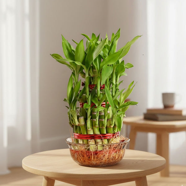 Lucky Bamboo 3 Layer