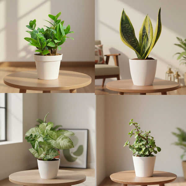 Low Maintenance Combo