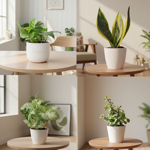 Beginner Starter Combo