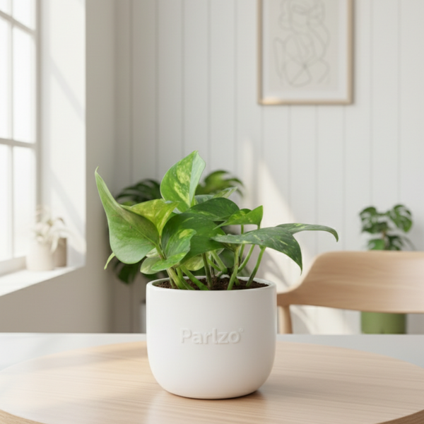 Beginner Starter Combo