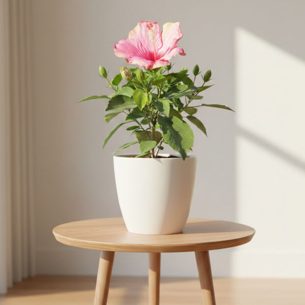 Hibiscus Round Petal (Pink)