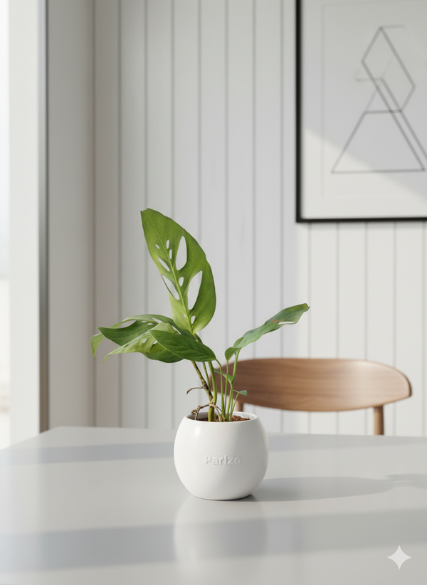 Monstera Swiss Cheese