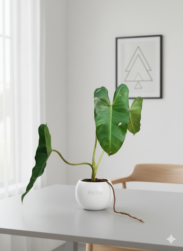 Philandron berll marx