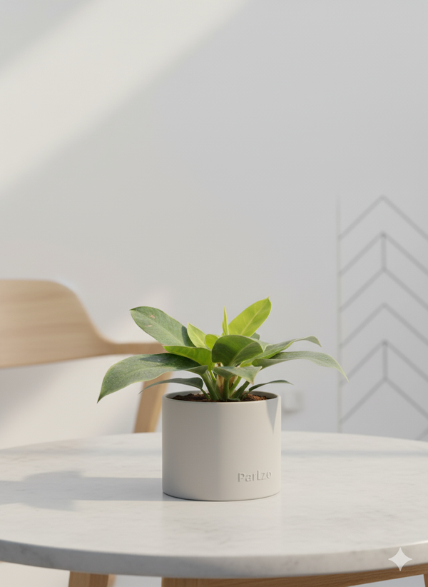 Philandron moonlight