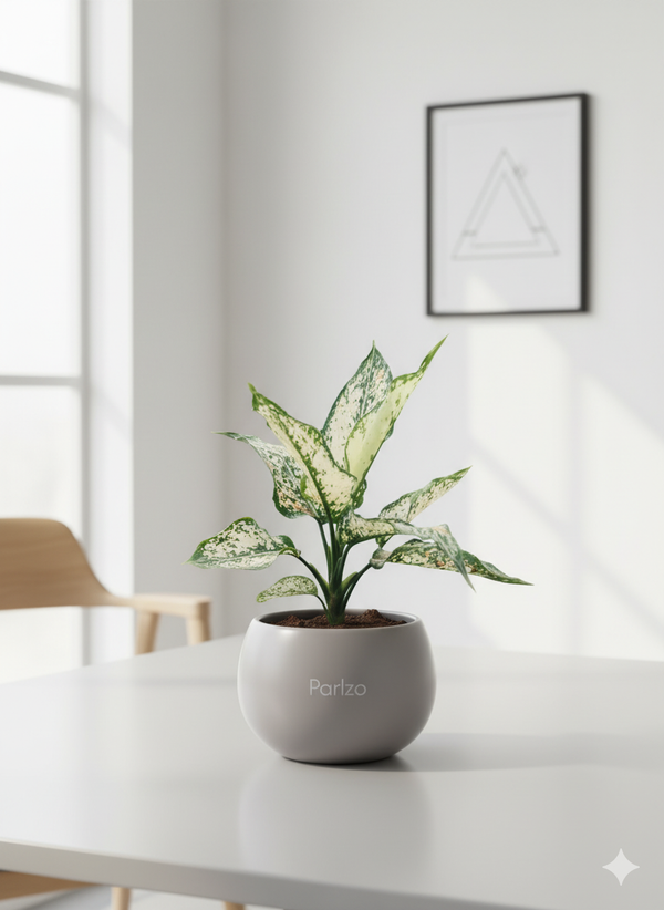 Aglaonema snow white