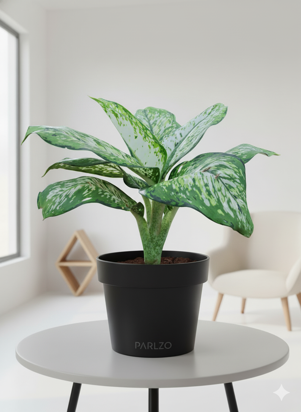 Dieffenbachia ‘Delilah’
