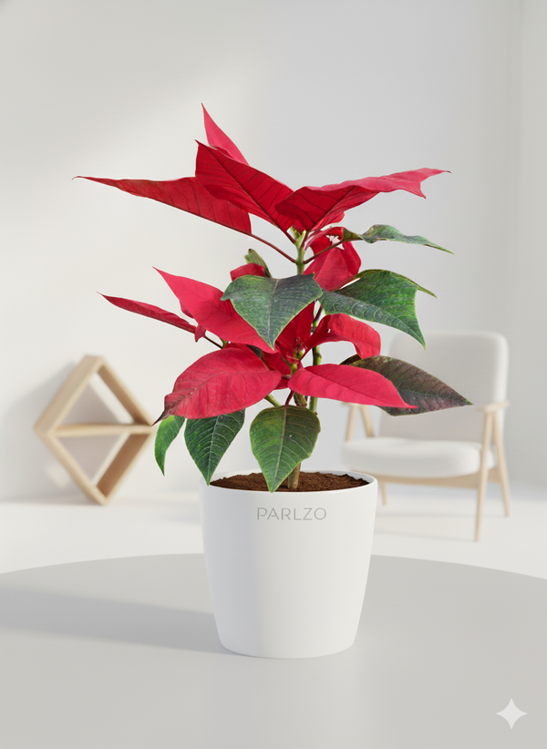 Poinsettia