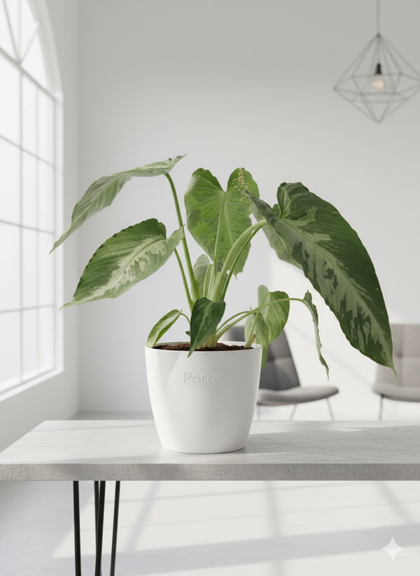 Schismatoglottis Pusilla