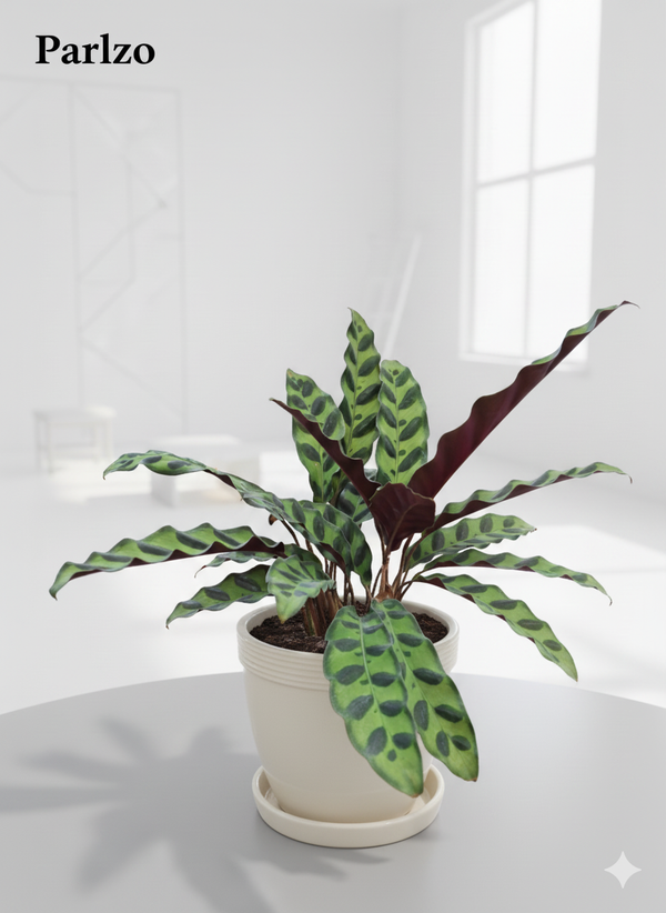 Calathea Lancifolia