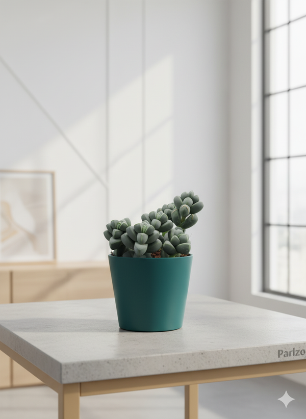 Delosperma lehmannii