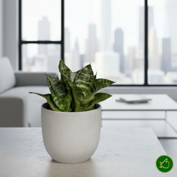 Sansevieria trifasciata