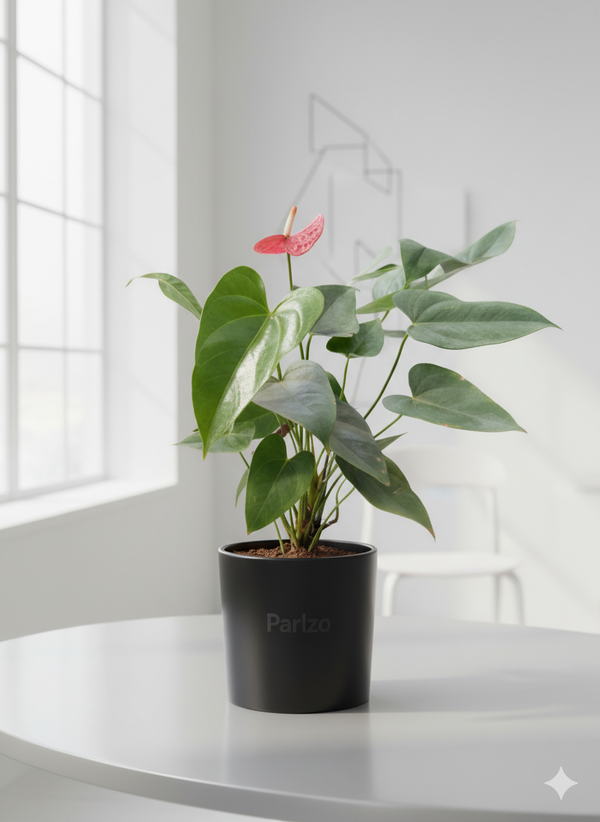 Anthurium red
