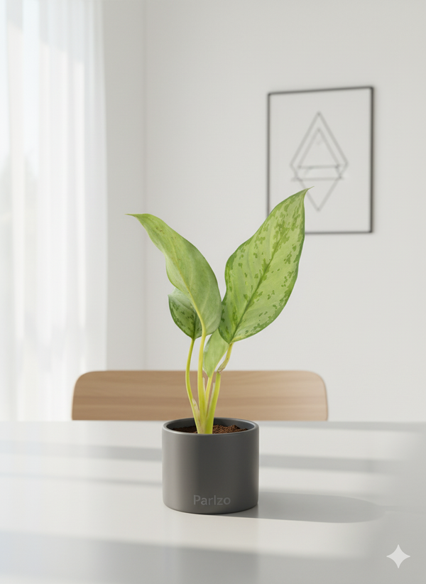 Aglaonema Silver