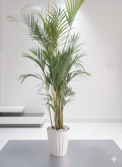 Areca palm (Large