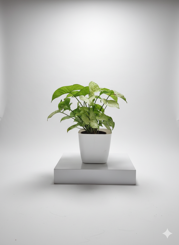 Syngonium Variegated