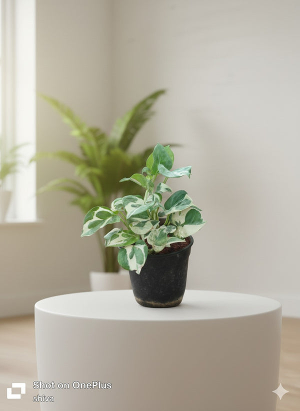 N'joy pothos money plant