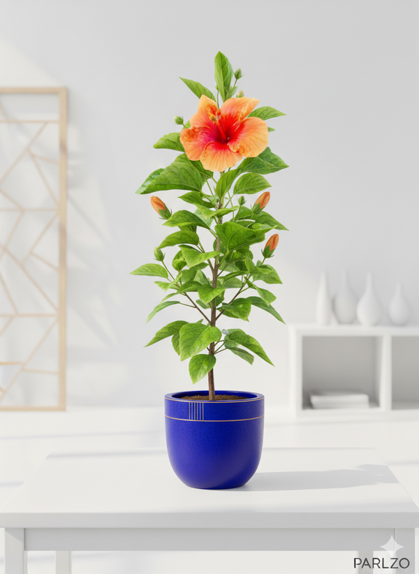 Hibiscus round petal (Orange)