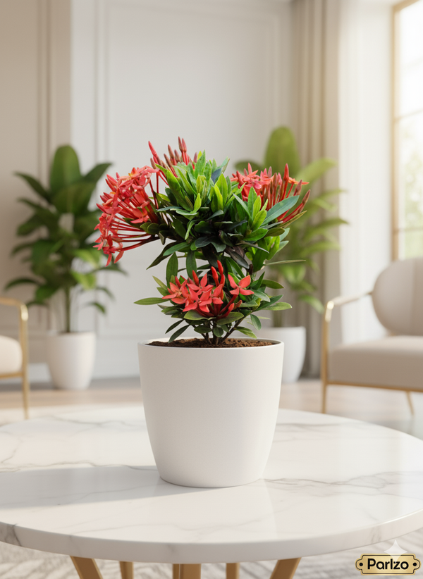 Ixora Red