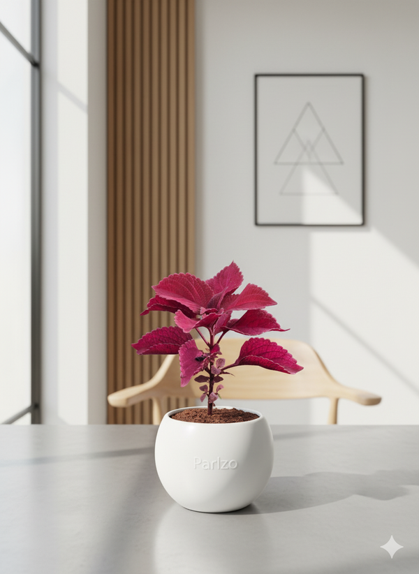 COLEUS RED